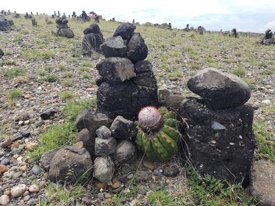 Melocactus curvispinus, photographed by Angelica María Batista Morales