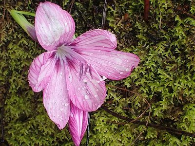 Geissorhiza outeniquensis, photographed by Di Turner