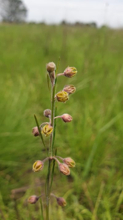 Aspidoglossum woodii, photographed by Aaliyah Motala