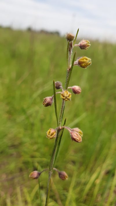 Aspidoglossum woodii, photographed by Aaliyah Motala