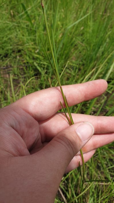 Aspidoglossum woodii, photographed by Aaliyah Motala