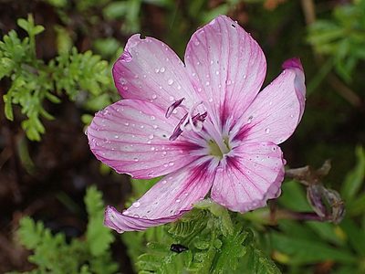 Geissorhiza outeniquensis, photographed by Di Turner