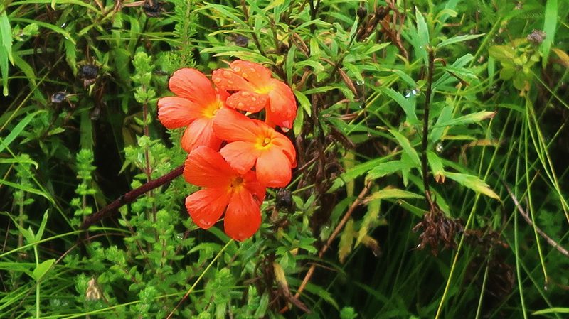 Harveya stenosiphon, photographed by Di Turner