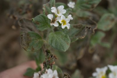 Heliotropium hirsutissimum, photographed by Eleftherios Katsillis