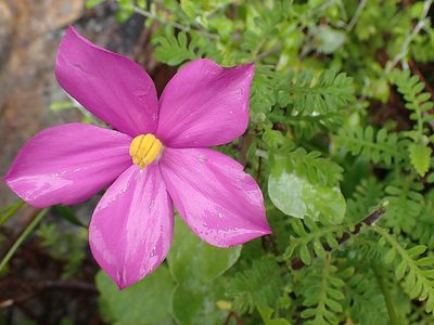 Chironia melampyrifolia, photographed by Di Turner