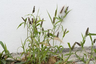 Setaria adhaerens, photographed by Eleftherios Katsillis