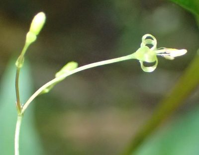 Galopina circaeoides, photographed by Nicola van Berkel