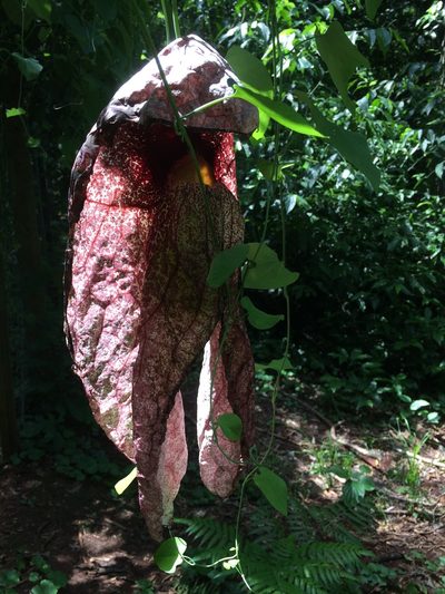 Aristolochia gigantea, photographed by B. Phalan