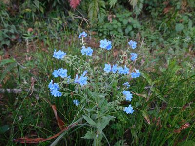 Cynoglossum amabile, photographed by Álvaro Rivas Godin