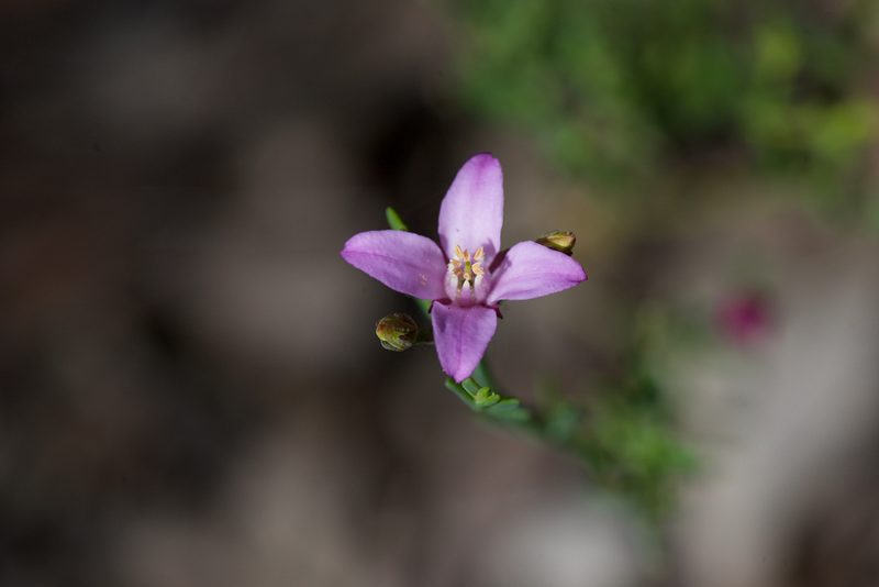 Boronia spathulata, photographed by Ruth Clark