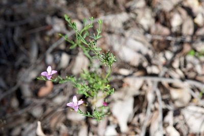 Boronia spathulata, photographed by Ruth Clark