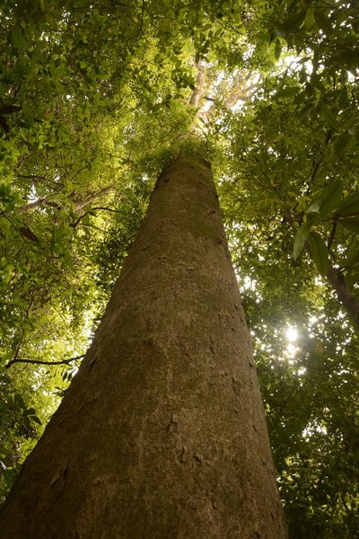 Dipterocarpus indicus, photographed by Siddarth Machado