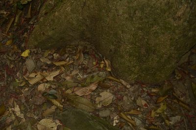 Dipterocarpus indicus, photographed by Siddarth Machado