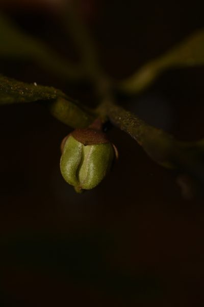 Goniothalamus cardiopetalus, photographed by Siddarth Machado