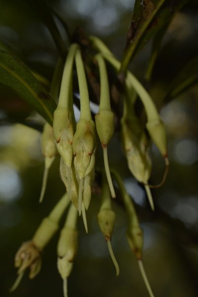 Madhuca neriifolia, photographed by Siddarth Machado