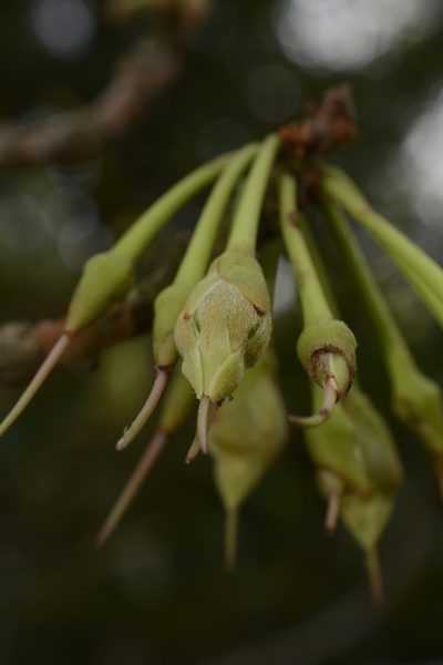 Madhuca neriifolia, photographed by Siddarth Machado