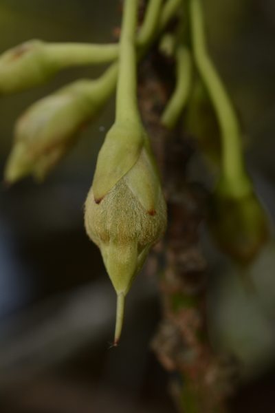 Madhuca neriifolia, photographed by Siddarth Machado