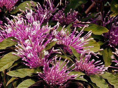 Clerodendrum quadriloculare, photographed by desertnaturalist