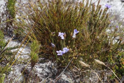 Roella triflora, photographed by Tony Rebelo