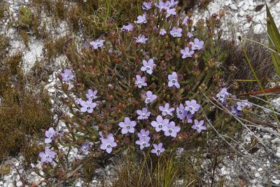 Roella triflora, photographed by Tony Rebelo