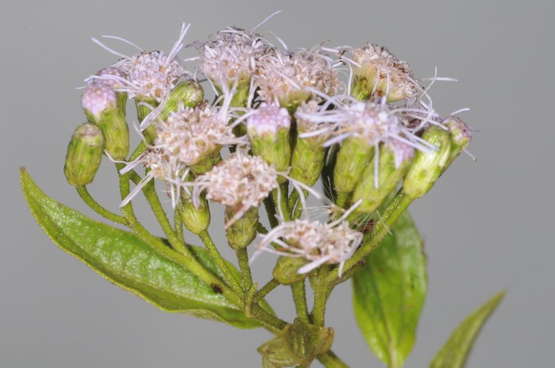 Chromolaena arnottiana, photographed by aacocucci