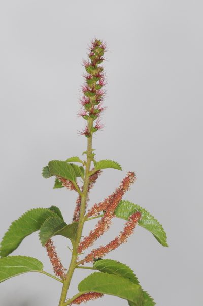 Acalypha communis, photographed by aacocucci