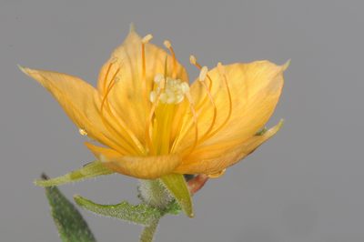 Mentzelia scabra, photographed by aacocucci