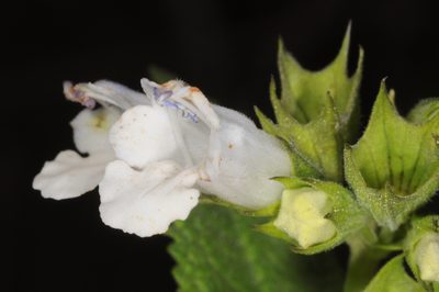 Lepechinia floribunda, photographed by aacocucci