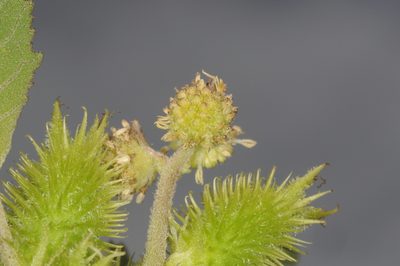 Xanthium cavanillesii, photographed by aacocucci