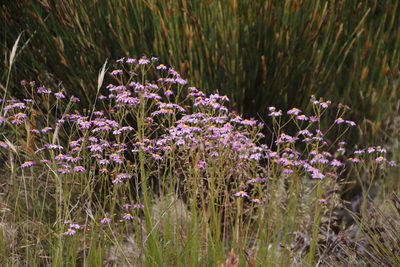 Senecio umbellatus, photographed by Tony Rebelo