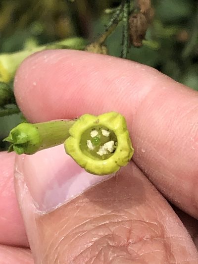 Nicotiana paniculata, photographed by Antonio W. Salas