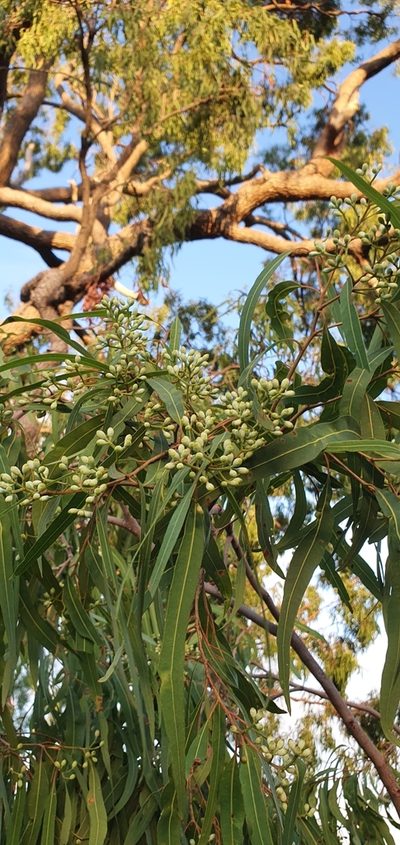 Corymbia clarksoniana, photographed by Bethlea Bell