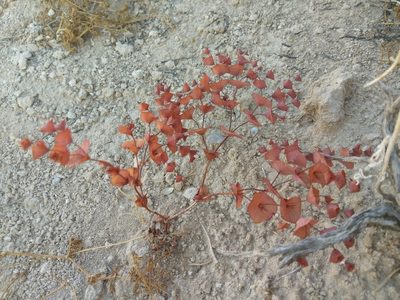 Oxytheca perfoliata, photographed by Alix Kosmala