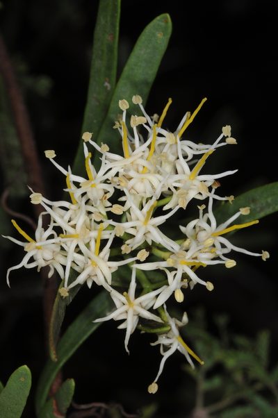 Tripodanthus flagellaris, photographed by aacocucci