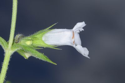 Lepechinia floribunda, photographed by aacocucci
