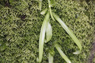 Lepidozia cupressina, photographed by Tony Rebelo