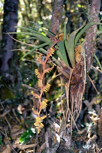 Racinaea tetrantha, photographed by Jason Grant