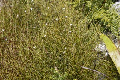 Wahlenbergia parvifolia, photographed by Tony Rebelo