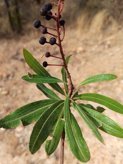 Comarostaphylis polifolia, photographed by Juan Carlos Fonseca Mata