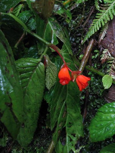 Begonia longirostris, photographed by Todd Boland