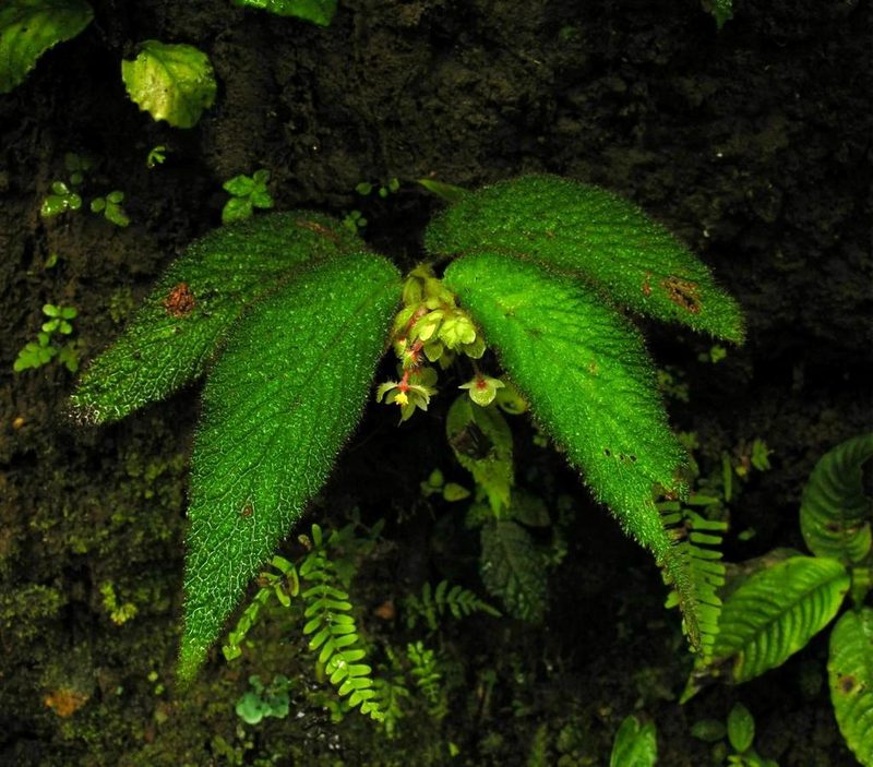 Begonia buddleiifolia, photographed by Todd Boland