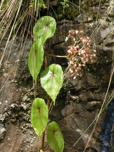 Begonia pululahuana, photographed by Todd Boland