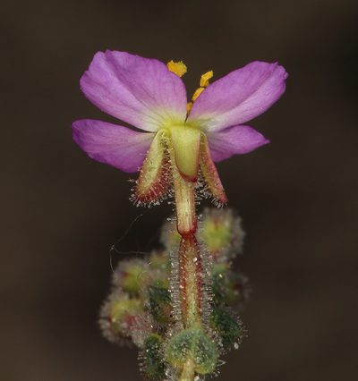 Chylismia heterochroma, photographed by Steve Matson