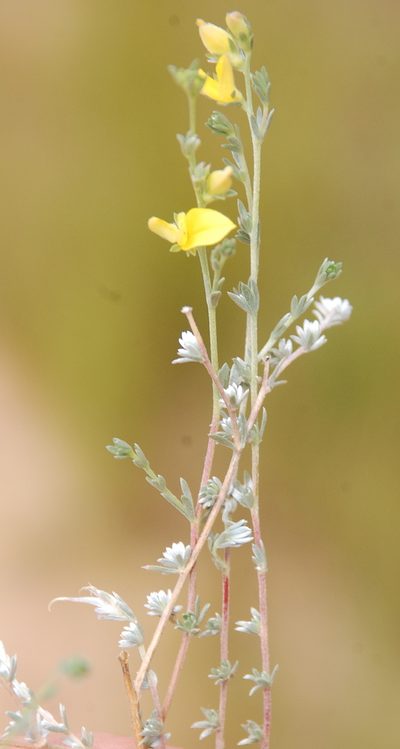 Aspalathus villosa, photographed by Charles Stirton