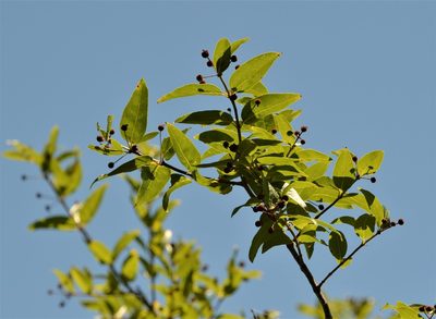 Cephalanthus glabratus, photographed by Andrea Gantzer
