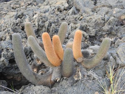 Brachycereus nesioticus, photographed by Tristan Jobin