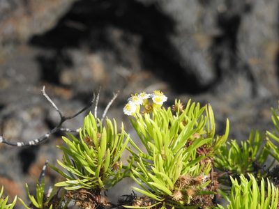 Erigeron tenuifolius, photographed by Tristan Jobin