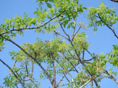 Bursera graveolens, photographed by Tristan Jobin