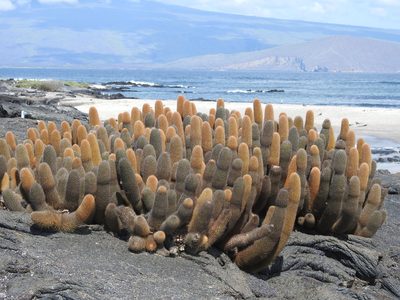 Brachycereus nesioticus, photographed by Tristan Jobin