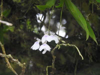 Ionopsis utricularioides, photographed by Tristan Jobin